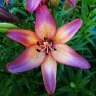 Lily883