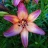Lily883